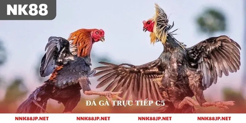 Đá Gà Trực Tiếp C5